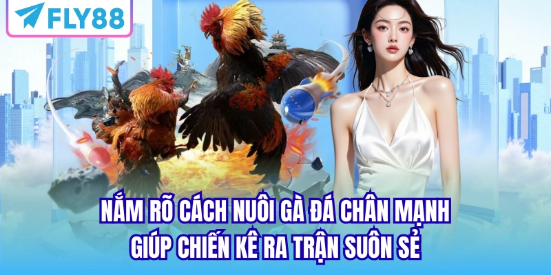 Nắm rõ cách nuôi gà đá chân mạnh giúp chiến kê ra trận suôn sẻ